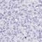 Chromosome 4 Open Reading Frame 17 antibody, HPA060564, Atlas Antibodies, Immunohistochemistry frozen image 