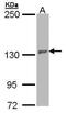 Pumilio homolog 2 antibody, PA5-28705, Invitrogen Antibodies, Western Blot image 