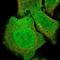 HEAT repeat-containing protein 6 antibody, NBP1-90877, Novus Biologicals, Immunofluorescence image 
