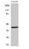 Homeobox protein DLX-4 antibody, STJ92724, St John