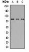 Aryl Hydrocarbon Receptor Nuclear Translocator antibody, orb334654, Biorbyt, Western Blot image 
