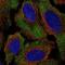 Limbic System Associated Membrane Protein antibody, NBP2-58253, Novus Biologicals, Immunocytochemistry image 