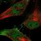 Histone H2A deubiquitinase MYSM1 antibody, NBP2-57859, Novus Biologicals, Immunofluorescence image 
