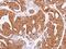 Noelin antibody, PA5-28842, Invitrogen Antibodies, Immunohistochemistry paraffin image 