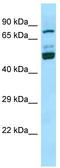 SEC14-like protein 1 antibody, TA338303, Origene, Western Blot image 