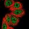 Homeobox B7 antibody, NBP2-14098, Novus Biologicals, Immunofluorescence image 