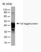 V5 epitope tag antibody, NBP1-80562, Novus Biologicals, Western Blot image 