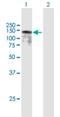 HMG box transcription factor BBX antibody, H00056987-B01P, Novus Biologicals, Western Blot image 