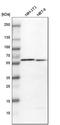 Prolyl 4-Hydroxylase Subunit Beta antibody, HPA018884, Atlas Antibodies, Western Blot image 