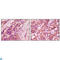 Fibulin 5 antibody, LS-C813974, Lifespan Biosciences, Western Blot image 