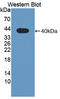 Protein Wnt-4 antibody, LS-C373770, Lifespan Biosciences, Western Blot image 