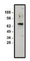 Solute Carrier Family 9 Member A1 antibody, orb109383, Biorbyt, Western Blot image 
