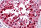 Poly(RC) Binding Protein 2 antibody, MBS245985, MyBioSource, Immunohistochemistry frozen image 