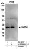 Small Nuclear Ribonucleoprotein Polypeptide A' antibody, A303-948A, Bethyl Labs, Immunoprecipitation image 