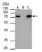 Hematopoietic Cell-Specific Lyn Substrate 1 antibody, PA5-30057, Invitrogen Antibodies, Immunoprecipitation image 