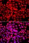 Tyrosyl-DNA Phosphodiesterase 1 antibody, orb373899, Biorbyt, Immunofluorescence image 
