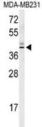 Kelch Domain Containing 2 antibody, abx032317, Abbexa, Western Blot image 