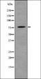 Phosphodiesterase 3A antibody, orb336161, Biorbyt, Western Blot image 