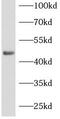 RNA-binding protein Musashi homolog 1 antibody, FNab10123, FineTest, Western Blot image 