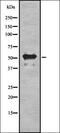BORA Aurora Kinase A Activator antibody, orb337069, Biorbyt, Western Blot image 