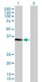 Potassium Channel Tetramerization Domain Containing 7 antibody, H00154881-B01P, Novus Biologicals, Western Blot image 