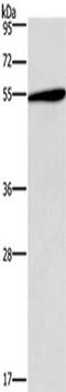 5-Hydroxytryptamine Receptor 2C antibody, TA350954, Origene, Western Blot image 