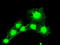 Mitotic checkpoint serine/threonine-protein kinase BUB1 beta antibody, TA500533, Origene, Immunofluorescence image 
