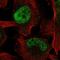 Zinc Finger And BTB Domain Containing 38 antibody, HPA059378, Atlas Antibodies, Immunofluorescence image 