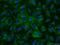 Fibronectin 1 antibody, 15613-1-AP, Proteintech Group, Immunofluorescence image 