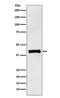 Interleukin 12B antibody, M01152-2, Boster Biological Technology, Western Blot image 
