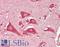 AD4 antibody, LS-B13544, Lifespan Biosciences, Immunohistochemistry paraffin image 