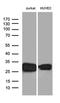 CD99 Molecule (Xg Blood Group) antibody, TA800924, Origene, Western Blot image 
