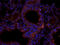 C-C Motif Chemokine Ligand 8 antibody, orb373513, Biorbyt, Immunofluorescence image 