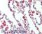 Protein kinase C delta-binding protein antibody, A05919, Boster Biological Technology, Immunohistochemistry frozen image 