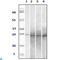 RAB25, Member RAS Oncogene Family antibody, LS-C814070, Lifespan Biosciences, Western Blot image 