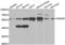 SMAD Family Member 5 antibody, abx001590, Abbexa, Western Blot image 