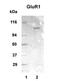 Metabotropic glutamate receptor 1 antibody, TA336498, Origene, Western Blot image 