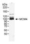 Minichromosome Maintenance Complex Component 4 antibody, A300-193A, Bethyl Labs, Western Blot image 