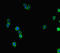 Leucine Rich Repeats And IQ Motif Containing 3 antibody, LS-C678518, Lifespan Biosciences, Immunofluorescence image 