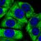 Ribosomal Protein L24 antibody, HPA051653, Atlas Antibodies, Immunocytochemistry image 