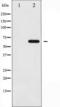 Yes Associated Protein 1 antibody, TA325980, Origene, Western Blot image 