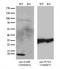 S100 Calcium Binding Protein P antibody, UM570024, Origene, Western Blot image 