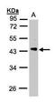 Phosducin Like antibody, TA308930, Origene, Western Blot image 