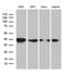 Replication factor C subunit 3 antibody, M06442, Boster Biological Technology, Western Blot image 