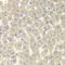 Regulator of G-protein signaling 7 antibody, LS-C334903, Lifespan Biosciences, Immunohistochemistry paraffin image 