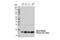 Histone H3 antibody, 14186S, Cell Signaling Technology, Western Blot image 