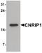 Cannabinoid Receptor Interacting Protein 1 antibody, PA5-34546, Invitrogen Antibodies, Western Blot image 