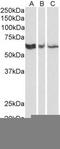hRap1 antibody, TA336387, Origene, Western Blot image 