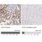 CPT2 antibody, NBP1-85471, Novus Biologicals, Immunohistochemistry paraffin image 