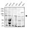 E3 ubiquitin-protein ligase TRAF7 antibody, NB600-1399, Novus Biologicals, Western Blot image 